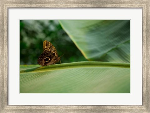 Framed Butterfly on a Leaf Print