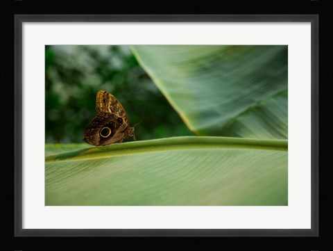 Framed Butterfly on a Leaf Print