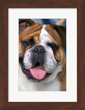 Framed English Bulldog in Belgium Print