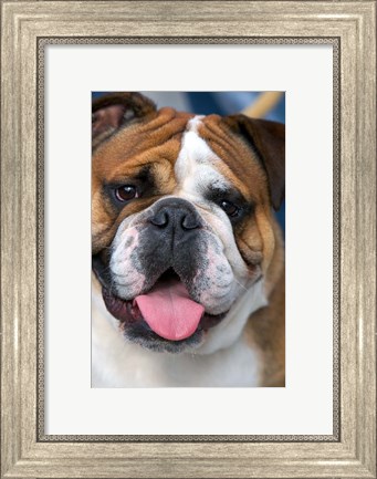 Framed English Bulldog in Belgium Print