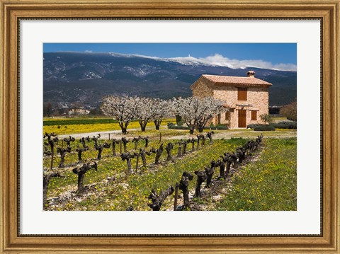 Framed Stone House and Vineyard, Mt Ventoux Print