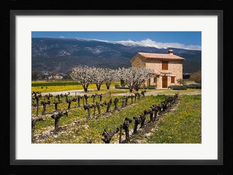 Framed Stone House and Vineyard, Mt Ventoux Print