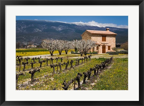 Framed Stone House and Vineyard, Mt Ventoux Print