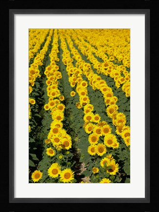 Framed Sunflowers, Provence, France Print