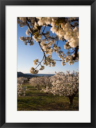 Framed Cherry Blossoms in France Print