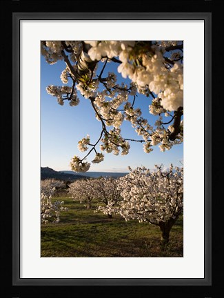 Framed Cherry Blossoms in France Print