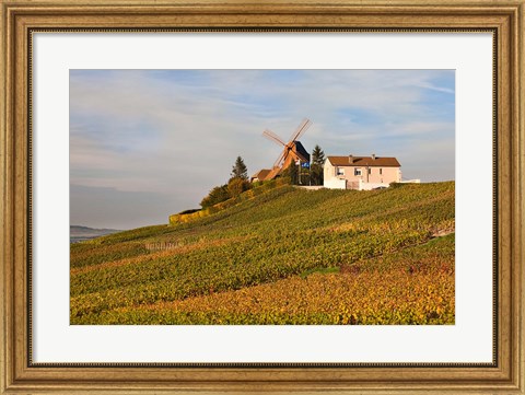 Framed Windmill and Vineyards Print
