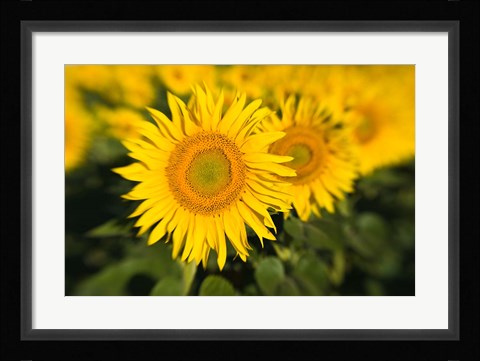 Framed Sunflower Field in France, Provence Print