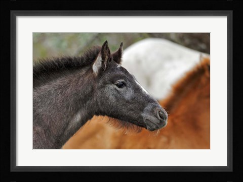 Framed Camargue Horse Foal Print