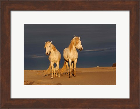 Framed Camargue Horse on Beach at Sunrise Print