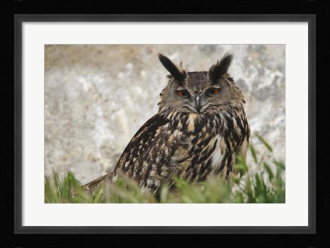 Framed Eagle Owl, France Print
