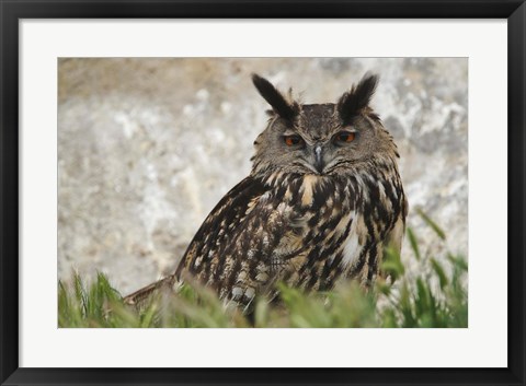 Framed Eagle Owl, France Print