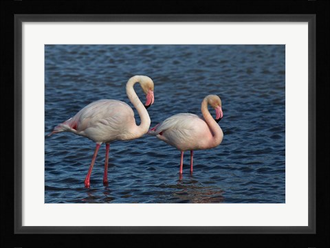 Framed Greater Flamingo bird, Camargue, France Print