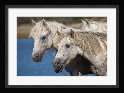 Framed Camargue Horses Run through Water Print