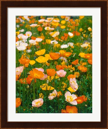 Framed Poppies, France Print