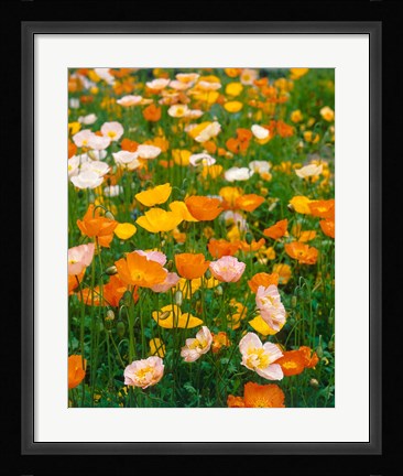 Framed Poppies, France Print