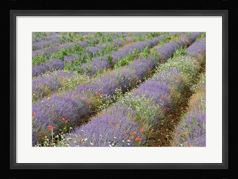 Framed Rows of Lavender in France Print