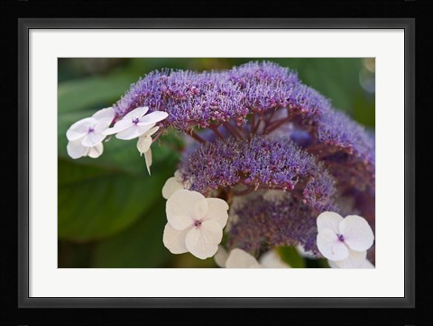 Framed Hydrangea Bloom at Dr Sun Yat-Sen Chinese Garden Print