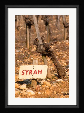 Framed Syrah Vine and Sign at La Truffe de Ventoux Truffle Farm Print