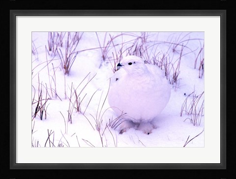 Framed Rock Ptarmigan Print