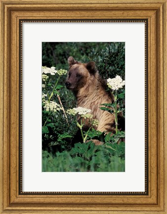 Framed Grizzly Bear in Canada Print