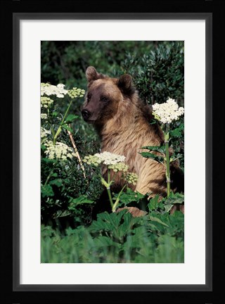 Framed Grizzly Bear in Canada Print