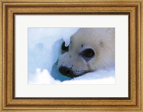 Framed Seal Pup on Gulf of St. Lawrence Print