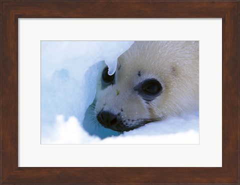 Framed Seal Pup on Gulf of St. Lawrence Print