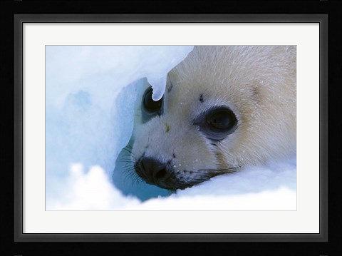 Framed Seal Pup on Gulf of St. Lawrence Print