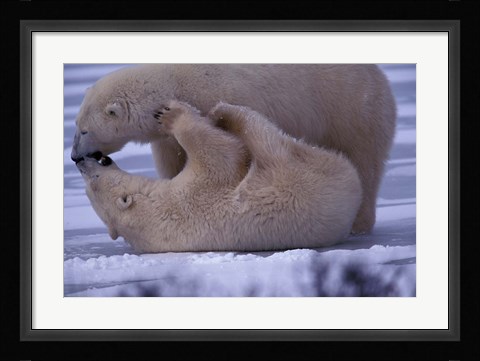 Framed Polar Bears in Canada Print