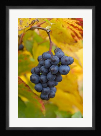 Framed Beaujolais Red Grapes in Autumn Print