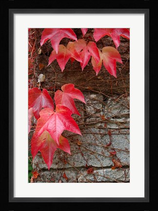 Framed Red Ivy on Stone Wall Print