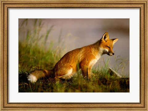 Framed Red Fox Cub Print