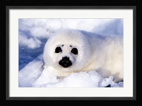 Framed Harp Seal Pup at Gulf of St Lawrence Print