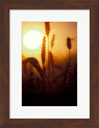 Framed Wheat Plants at Sunset Print