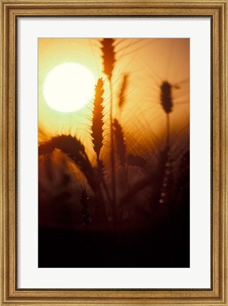 Framed Wheat Plants at Sunset Print