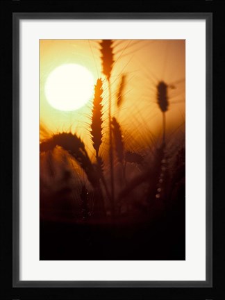 Framed Wheat Plants at Sunset Print