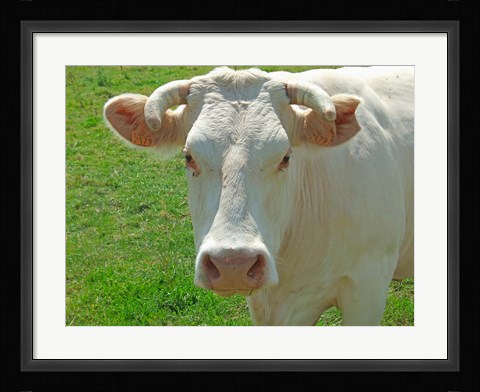 Framed Charolais Cow Print