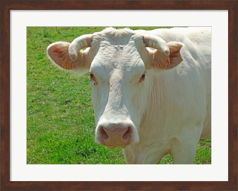 Framed Charolais Cow Print