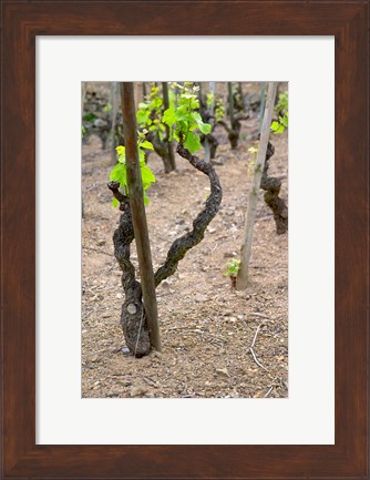 Framed Vineyards in the Cote Rotie District Print