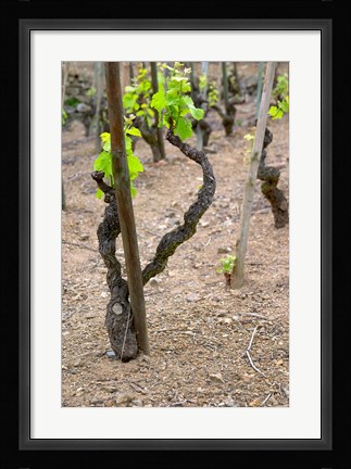 Framed Vineyards in the Cote Rotie District Print