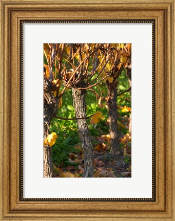 Framed Golden Vineyard in Late Afternoon Print