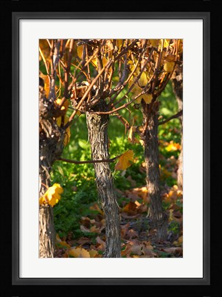 Framed Golden Vineyard in Late Afternoon Print
