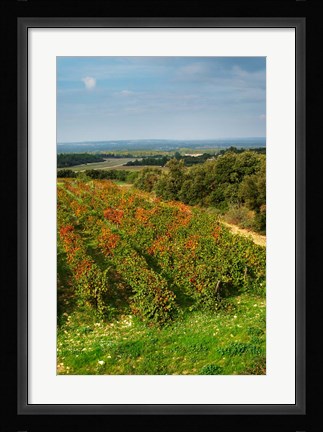 Framed Chateau Romanin Vineyard, St Remy de Provence France Print