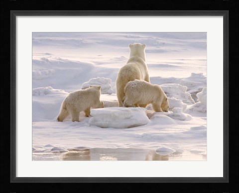 Framed Polar Bear in Churchill Print