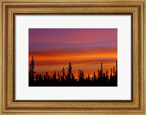 Framed Sunrise Over a Boreal Forest Print