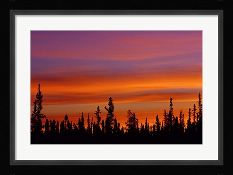 Framed Sunrise Over a Boreal Forest Print