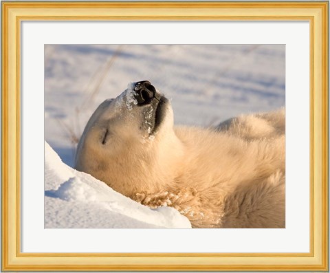 Framed Sleeping Polar Bear Print