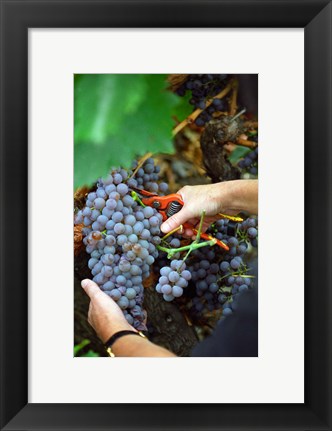 Framed Vineyard Worker Harvesting Grenache Noir Grapes Print