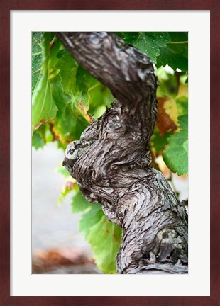 Framed Branch of Old Vine with Gnarled Bark Print